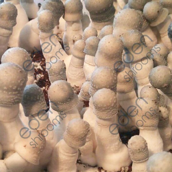 Albino Penis Envy Spore Syringe (P. Cubensis) mushrooms | Eden Shrooms