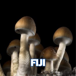 FIJI Mushrooms from spores