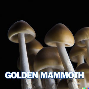 Golden mammoth mushrooms from spores