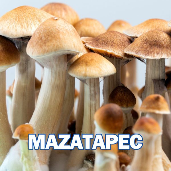 Mazatapec Mushrooms from spores