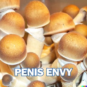 Penis Envy Mushrooms from spores.