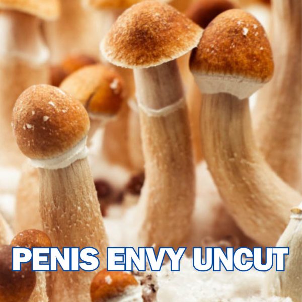 Penis Envy Uncut Mushrooms From Spores