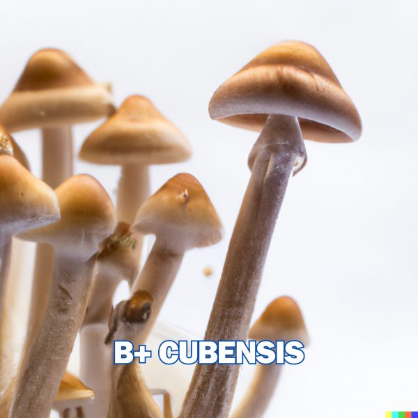 B+ mushroom from spores