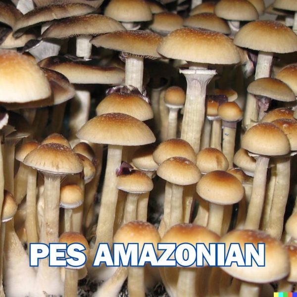 PES Amazonian mushrooms from spores