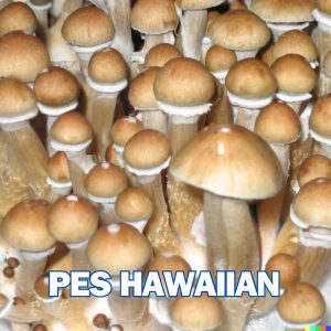 Pes Hawaiian Mushrooms From Spores