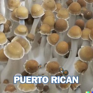 Puerto Rican Mushroom from Spores