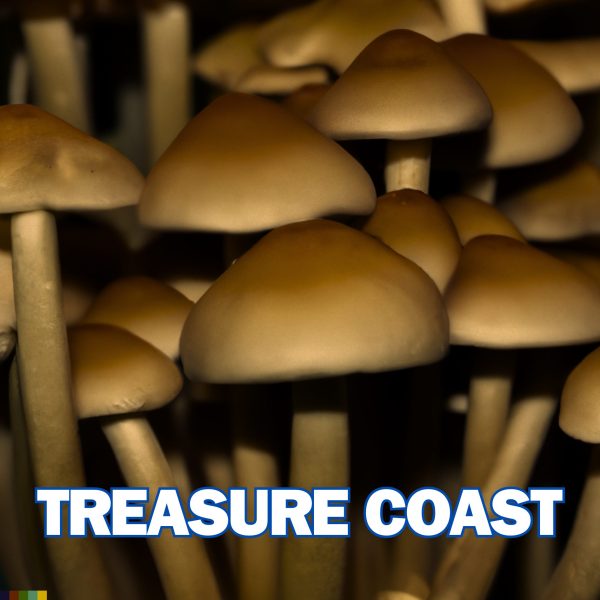 Treasure Coast Mushrooms From Spores