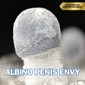 Albino Penis Envy (APE) Mushrooms From Spores