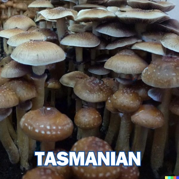 Tasmanian cubensis mushrooms from spores