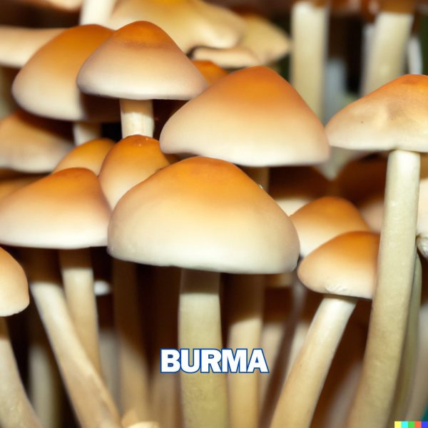 Burma Mushrooms From Spores