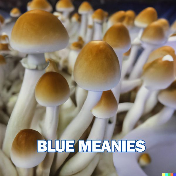 Blue Meanies Mushrooms From Spores