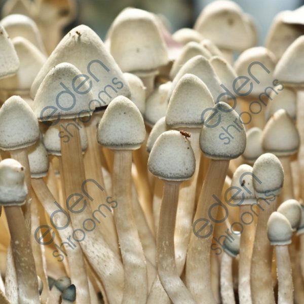 Albino A+ Spore Syringe (P. Cubensis) mushrooms