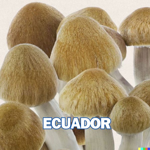 Ecuador cubensis mushrooms from spores