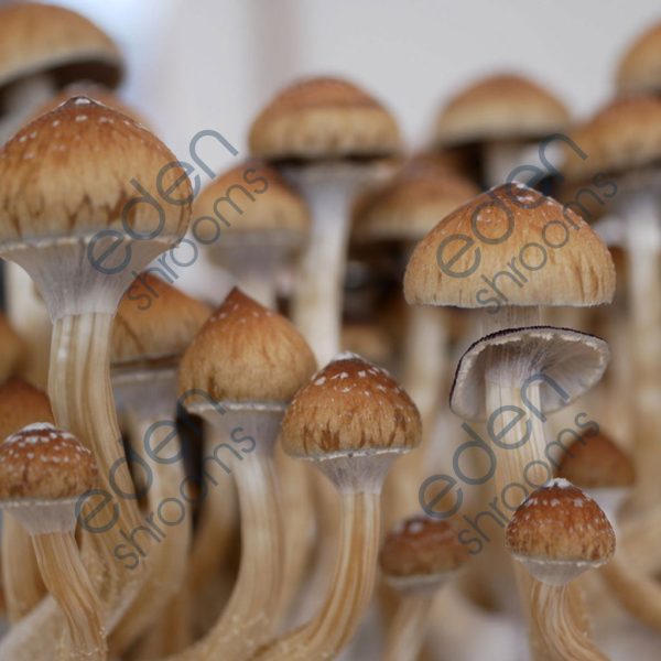 Burma Spore Syringe (P. Cubensis) mushrooms