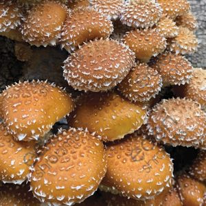 Chestnut (Pholiota Adiposa) Sawdust Spawn - 5LB mushrooms | Eden Shrooms