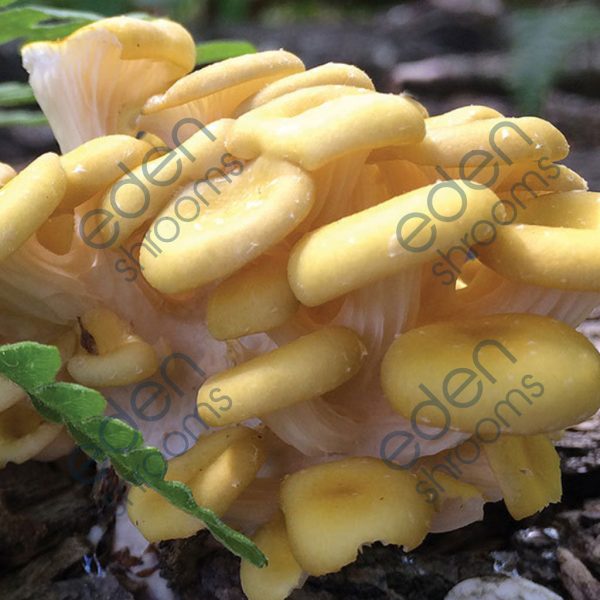 Golden Oyster Gourmet mushrooms | Eden Shrooms