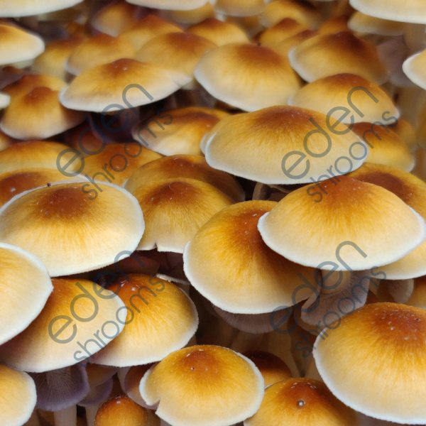 Huautla Spore Syringe (P. Cubensis) mushrooms | Eden Shrooms