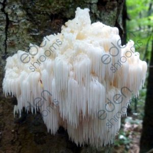 Lion's Mane - (Hericium Erinaceus) Sawdust Spawn, 5LB | Eden Shrooms