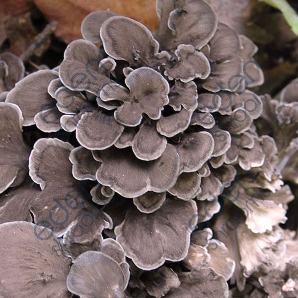 Maitake - (Grifola Frondosa) Sawdust Spawn mushrooms | Eden Shrooms