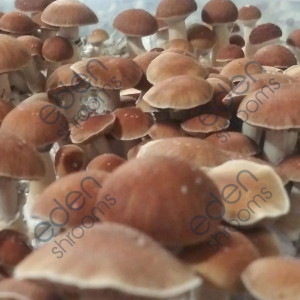 Malabar Coast Spore Syringe (P. Cubensis) mushrooms | Eden Shrooms