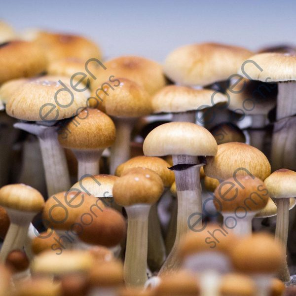 Mazatapec Spore Syringe (P. Cubensis) mushrooms | Eden Shrooms