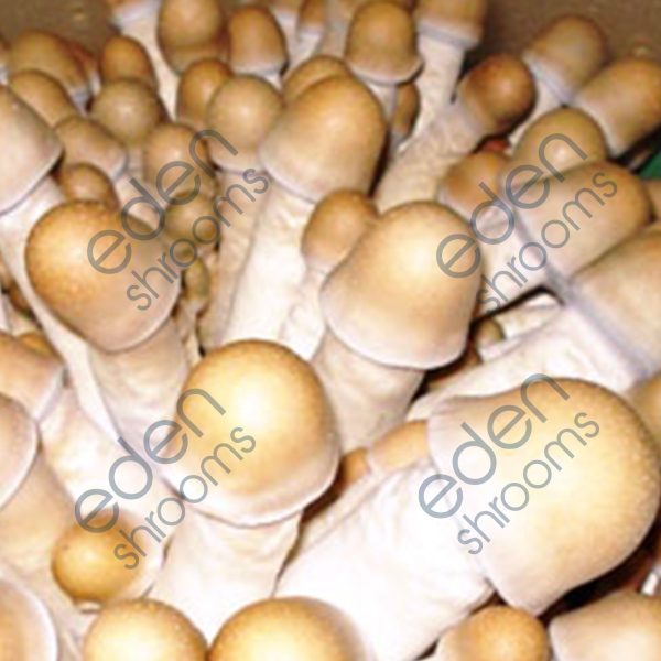 Penis Envy Uncut Spore Syringe (P. Cubensis) mushrooms | Eden Shrooms