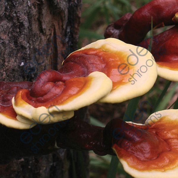 Red Reishi - (Ganoderma Lucidum) Sawdust Spawn mushrooms | Eden Shrooms