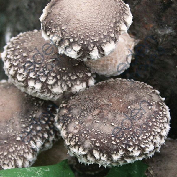 Shiitake Gourmet mushrooms | Eden Shrooms