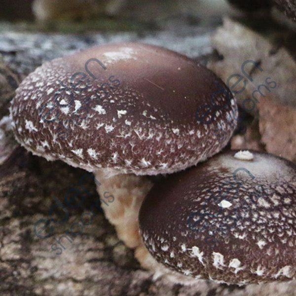 Shiitake WestWind Gourmet mushrooms | Eden Shrooms