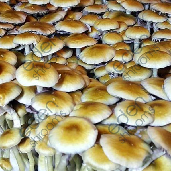 Treasure Coast Spore Syringe (P. Cubensis) mushrooms | Eden Shrooms
