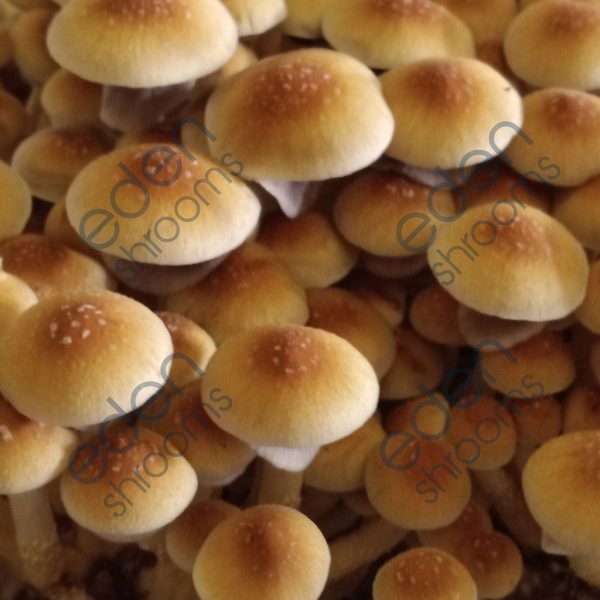 Z-Strain Spore Syringe (P. Cubensis) mushrooms | Eden Shrooms