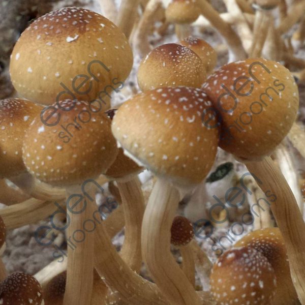 B+ Spore Syringe (P. Cubensis) mushrooms