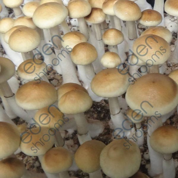 Colombian Spore Syringe (P. Cubensis) mushrooms