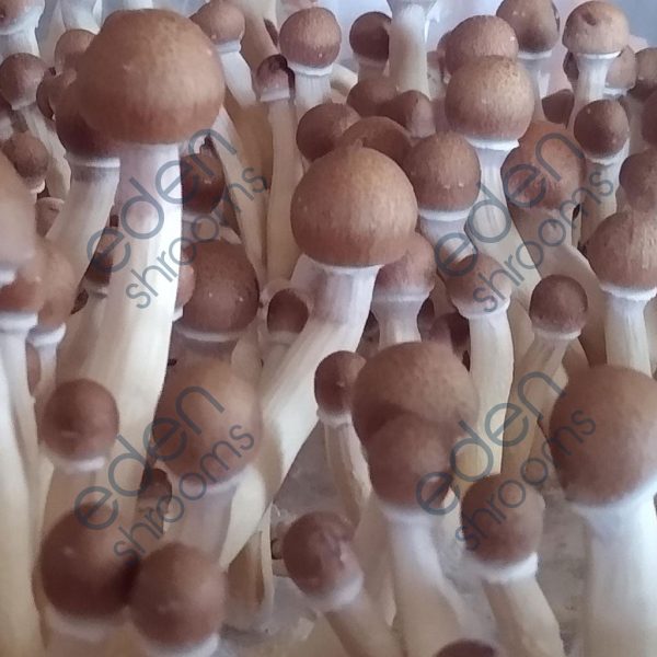 Costa Rican Spore Syringe (P. Cubensis) mushrooms