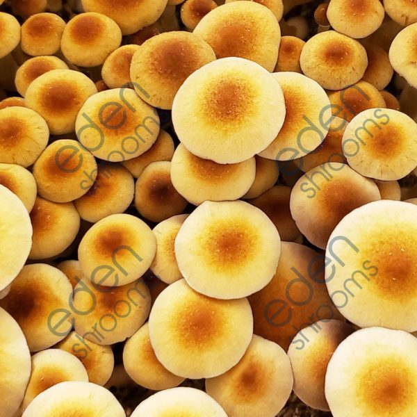 Golden Teacher Spore Syringe (P. Cubensis) mushrooms