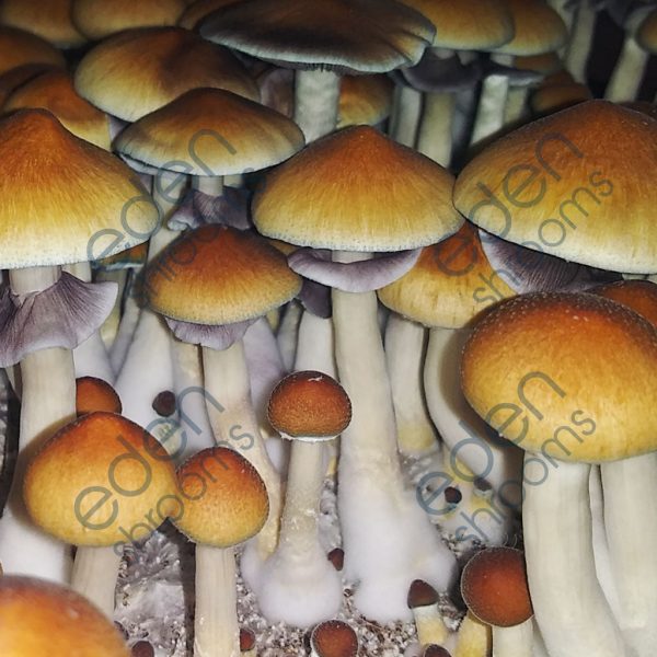 Jedi Mind Fuck Spore Syringe (P. Cubensis) mushrooms | Eden Shrooms