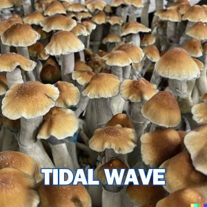 Tidal Wave Mushrooms From Spores