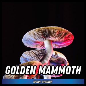 Golden Mammoth Spore Syringe (P. Cubensis) Case of 10