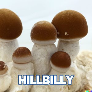 Hillbilly Mushrooms From Spore Syringe