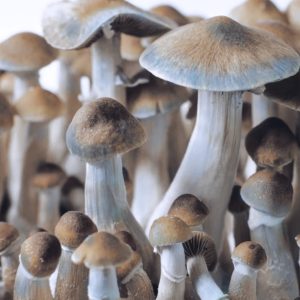 Blue Teacher Mushrooms
