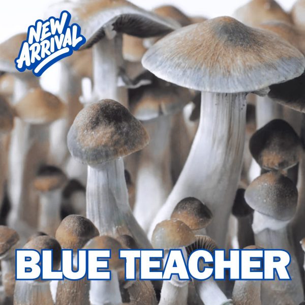 Blue Teacher Mushrooms From Spores