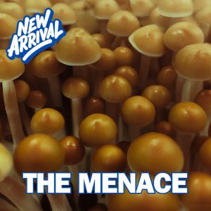 Menace Mushrooms From Spore Syringe