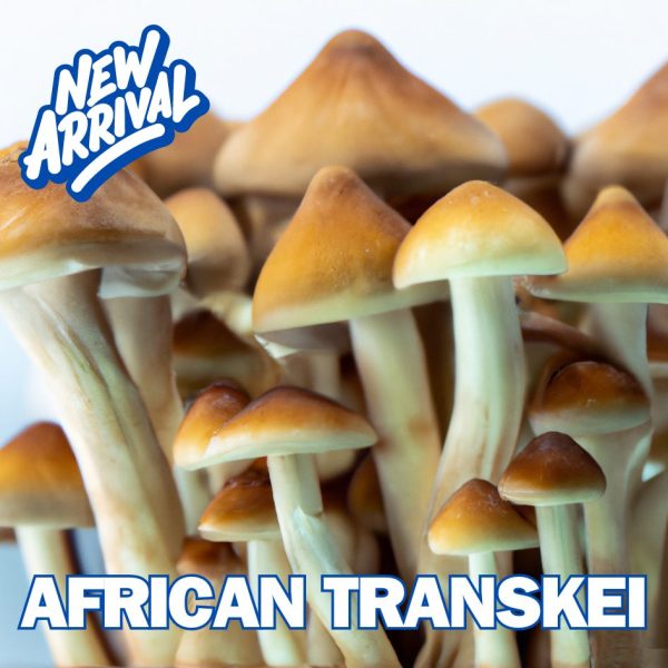 African Transkei Mushrooms From Spore Syringe