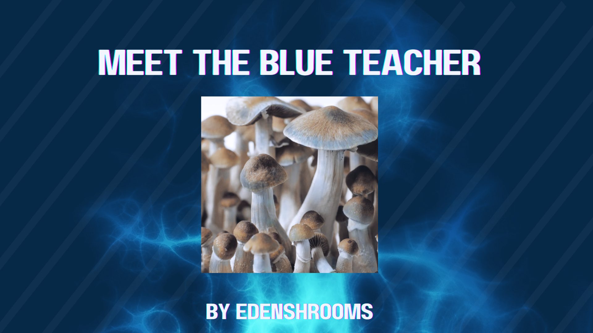 Blue Teacher Mushroom With Blue Background and text that reads "Meet The Blue Teacher" 
