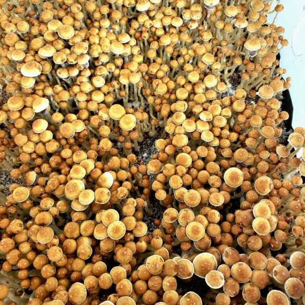 Menace Mushrooms | Certified ISO 7 Clean Rooms | Eden Shrooms