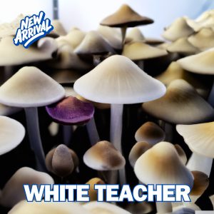 White Teacher Mushroom From Spores