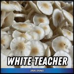 White Teacher Spore Syringe (P. Cubensis)