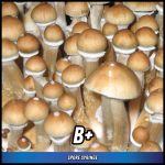 B+ Spore Syringe (P. Cubensis)