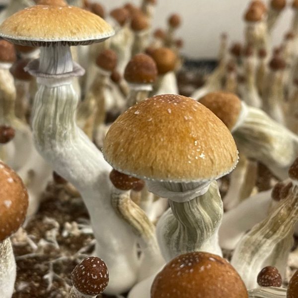 jedi mind fuck mushrooms