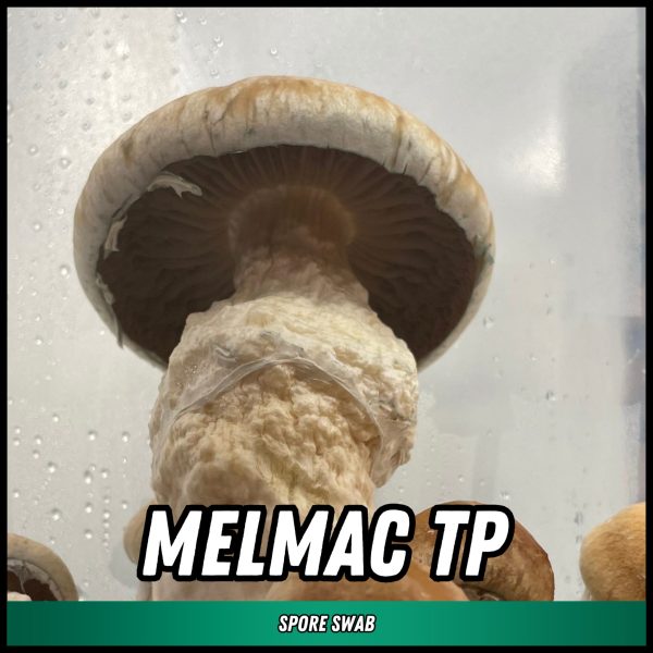 Melmac TP mushrooms grown from spores on a swab